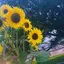 mのプロフィール画像