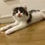 amのプロフィール画像