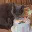 エブリンのプロフィール画像