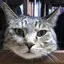 にゃんたのプロフィール画像