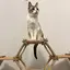 8catsのプロフィール画像