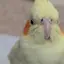 piyoのプロフィール画像