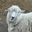 桃のプロフィール画像