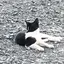 みりんのプロフィール画像