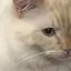 ちゃんのプロフィール画像