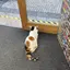 にゃんたのプロフィール画像