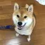 はるのプロフィール画像