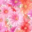 ぽたむのプロフィール画像