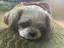 Mihonoのプロフィール画像