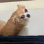 IBUSAYAのプロフィール画像