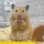 はむはむのプロフィール画像