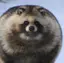 たぬきのプロフィール画像