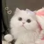 ゆにのプロフィール画像
