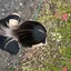 のののプロフィール画像