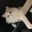 アヤのプロフィール画像