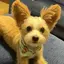ヒナのプロフィール画像