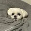 詩恩のプロフィール画像
