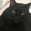 ねこのプロフィール画像