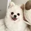 もさおのプロフィール画像