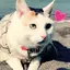 ミーチキのプロフィール画像