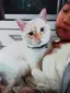 ゆみのプロフィール画像