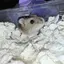 ほの香のプロフィール画像