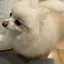 ネネのプロフィール画像