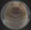 しいのプロフィール画像