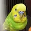 よもぎのプロフィール画像