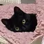 にゃんのプロフィール画像