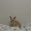 マユのプロフィール画像