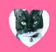 れゐれゐのプロフィール画像