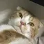 アンキのプロフィール画像