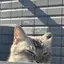 しゃんのプロフィール画像