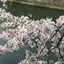 ありねこのプロフィール画像