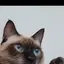 ぴろのプロフィール画像