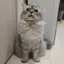 ちくわのプロフィール画像