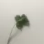 夏のプロフィール画像