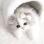 🐰🎀💤のプロフィール画像