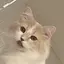 猫助のプロフィール画像