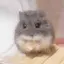 ぷりんのプロフィール画像