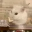 miuのプロフィール画像