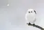 葵のプロフィール画像