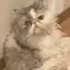 うえさまのプロフィール画像