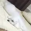 adlelのプロフィール画像