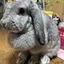 ふさえもんのプロフィール画像