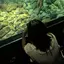 にょにょんのプロフィール画像