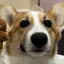 りせこのプロフィール画像