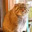 ちーたんのプロフィール画像