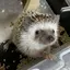 mioのプロフィール画像